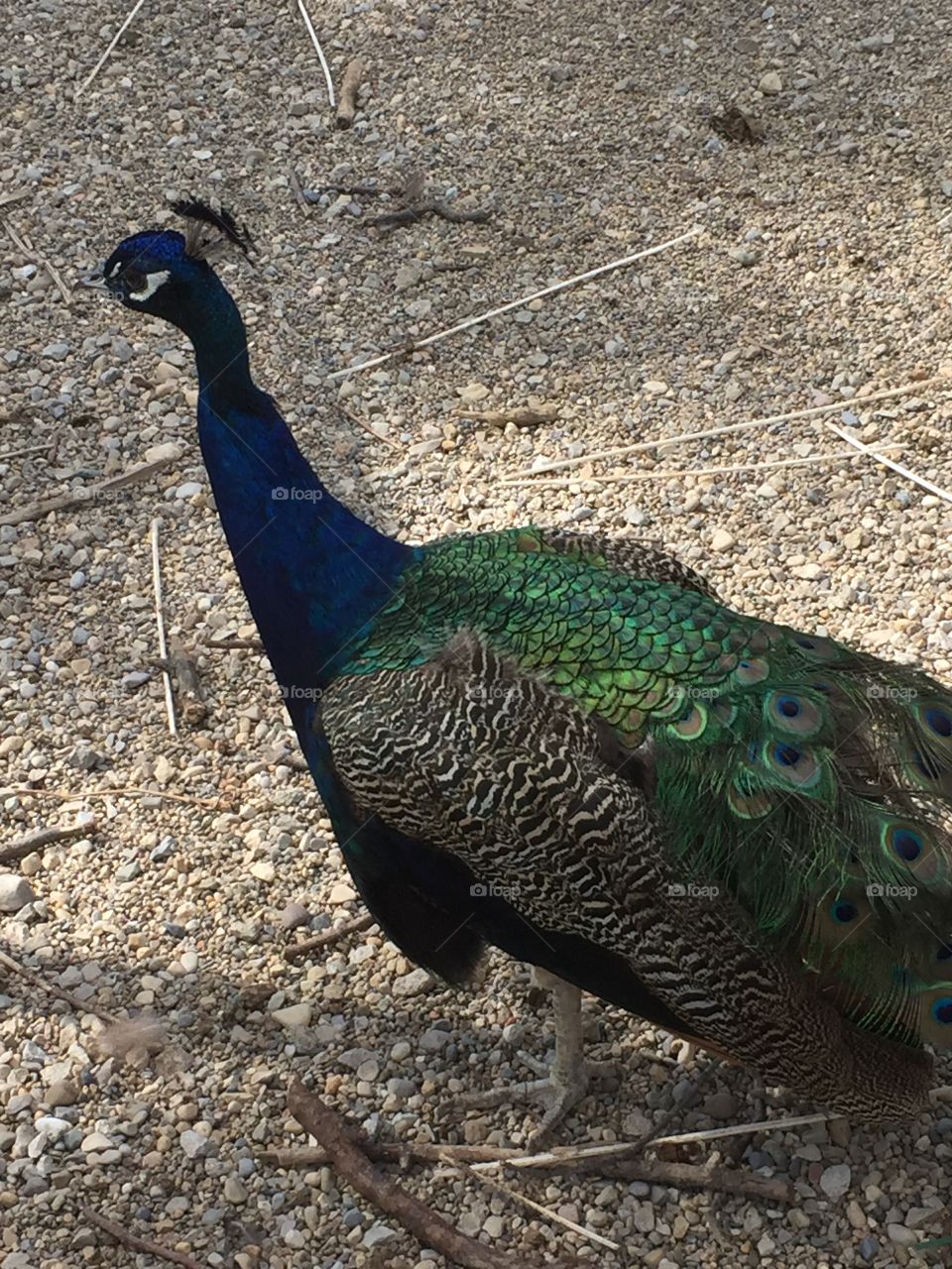 Side view of a majestic and beautiful male peacock 