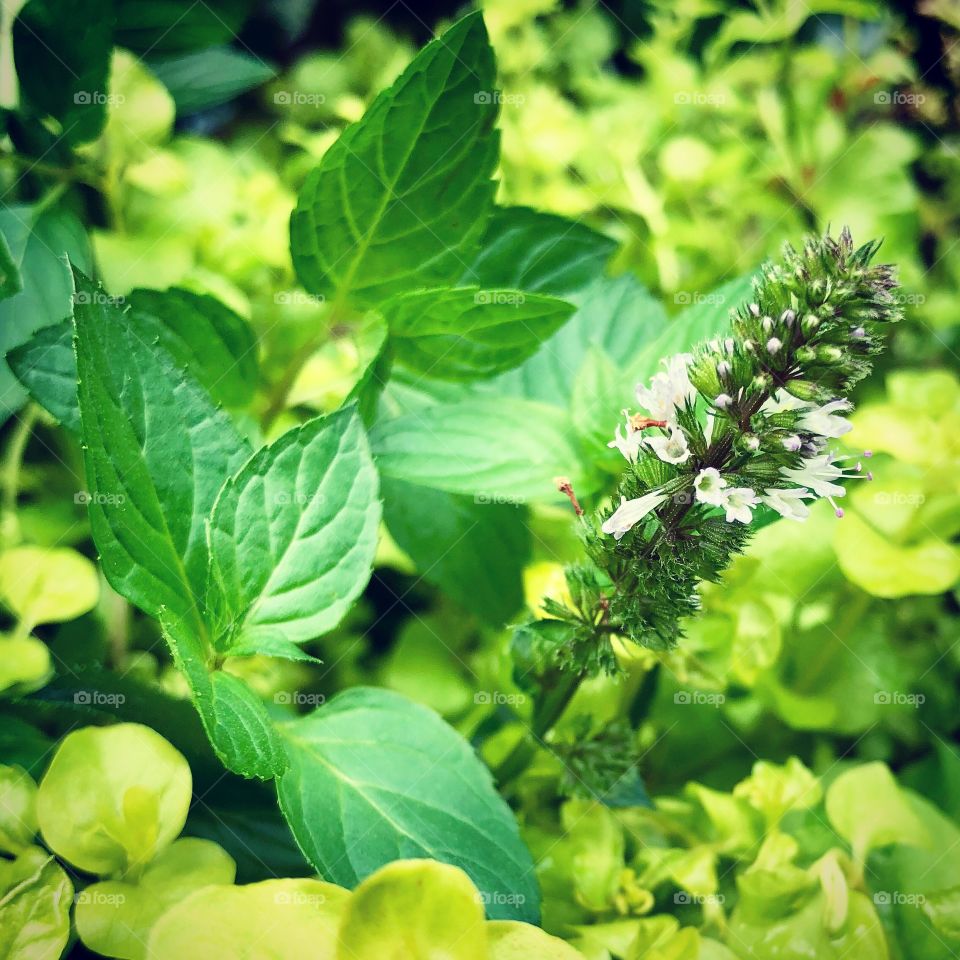 Chocolate mint growing in the herb garden for delicious homegrown tea.