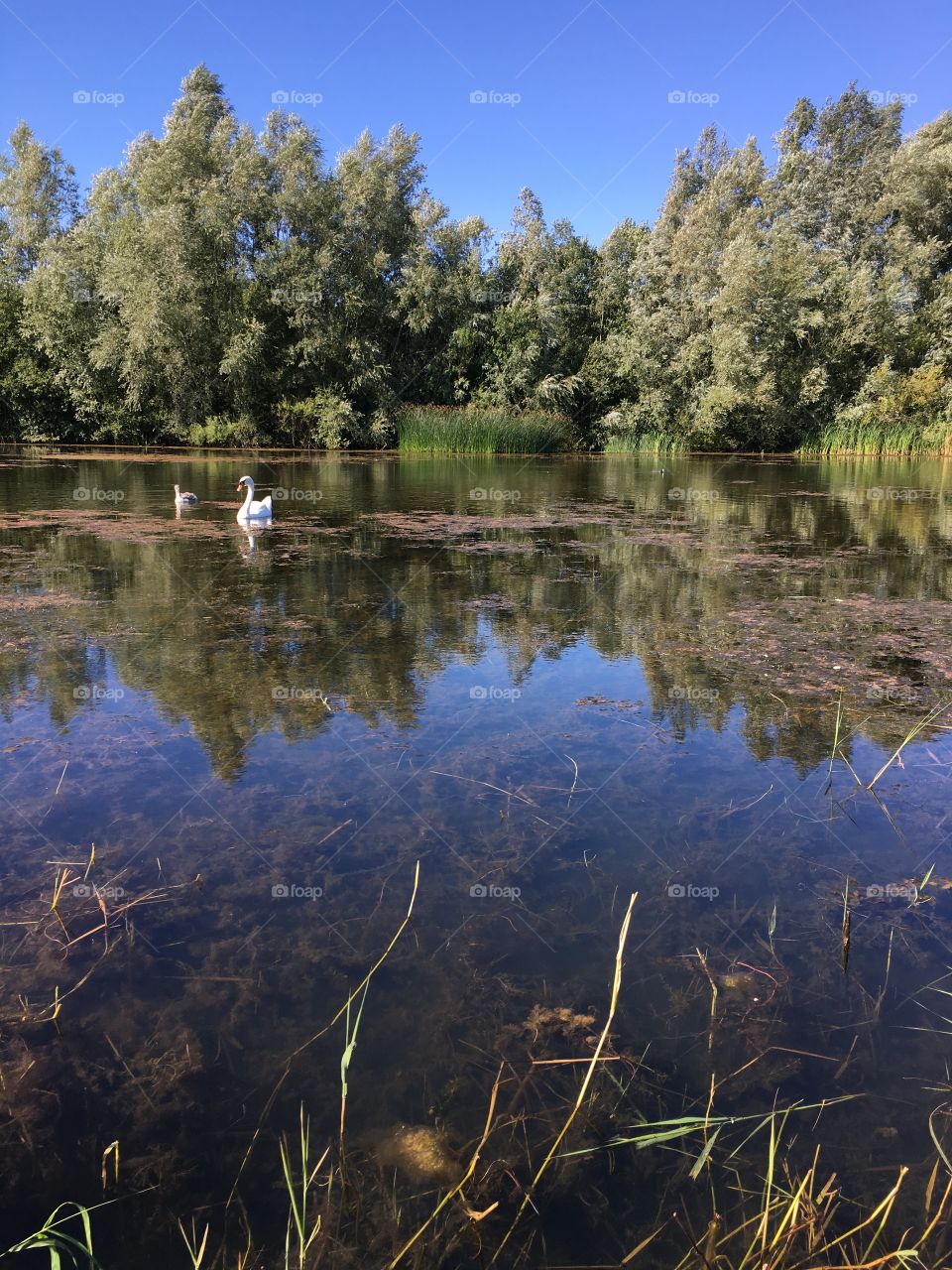 Swans on Leybourne lakes 