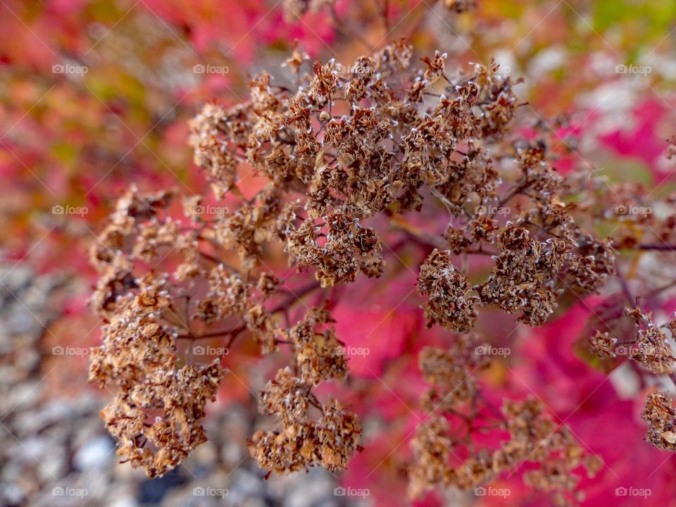 Flowers growing on a red plant