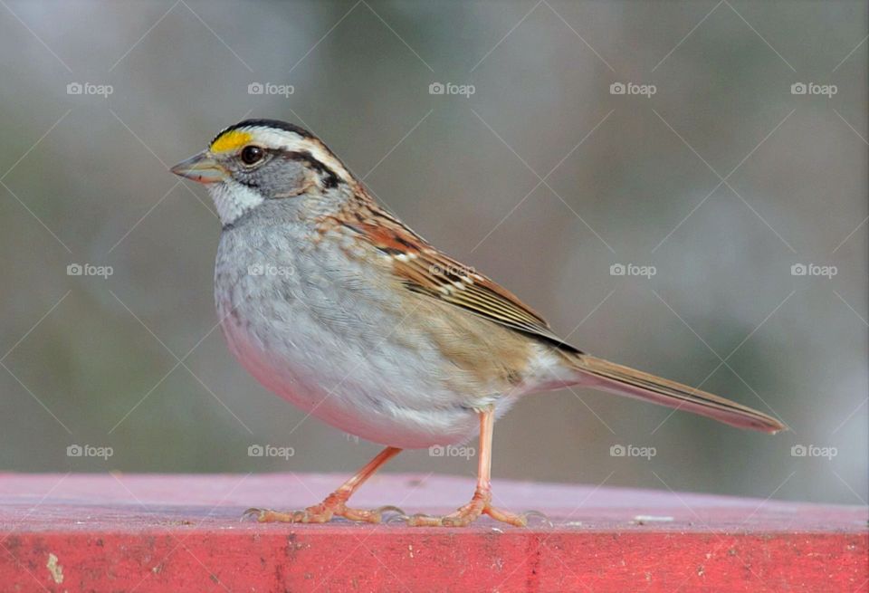 Sparrow