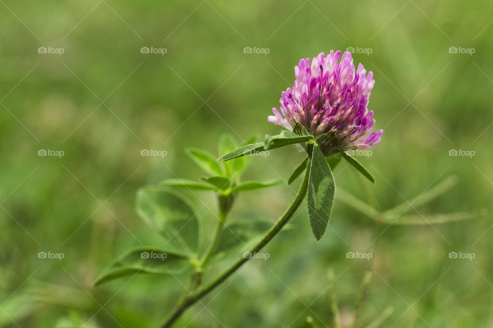 Macro shot of clover button