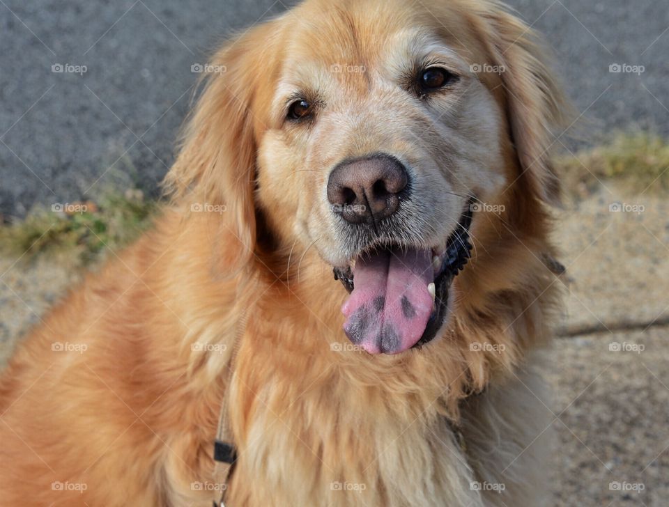 Golden retriever being happy