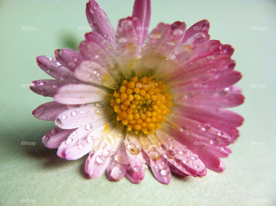nature pink flower macro by miss_falcon