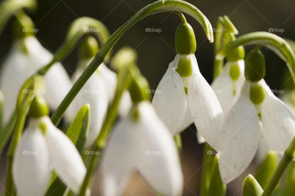 Group of spring snowdrops . selective focus , close up