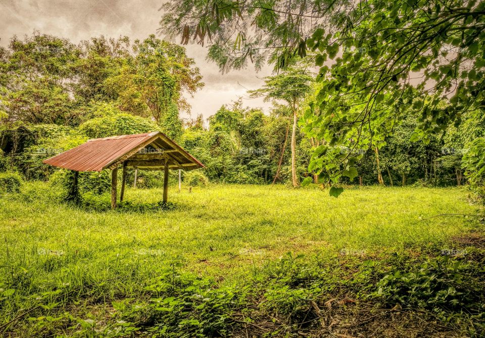 Scenic view of trees and green grass