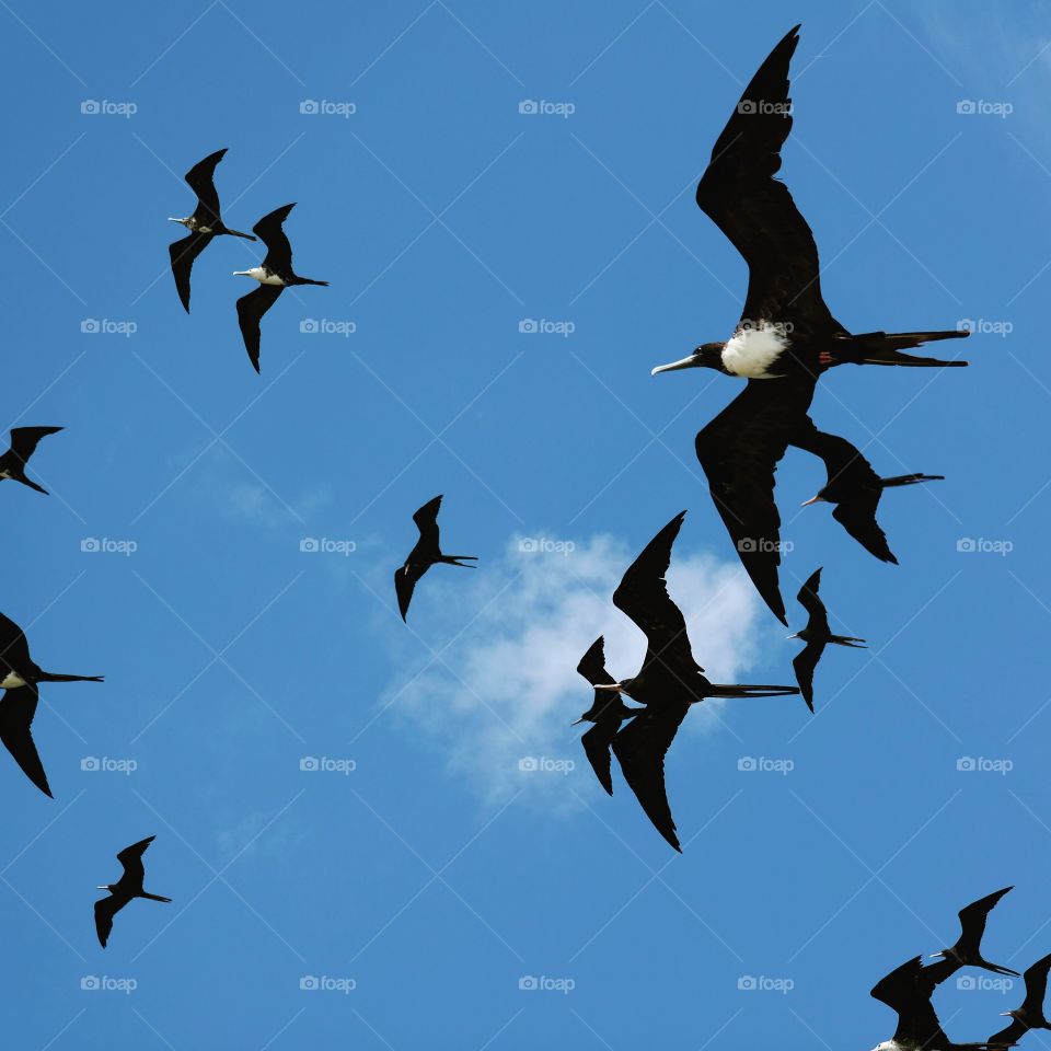 Flock of birds in sky