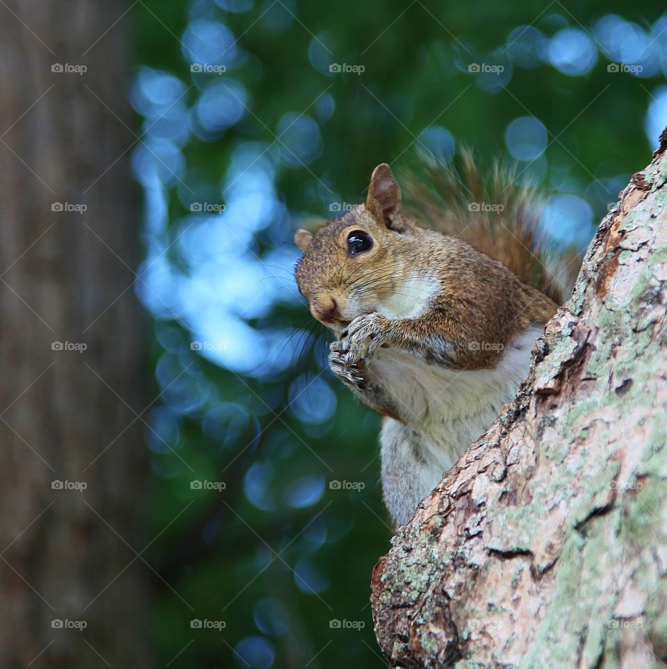 Squirrel eating popcorn. Winter Park, Florida