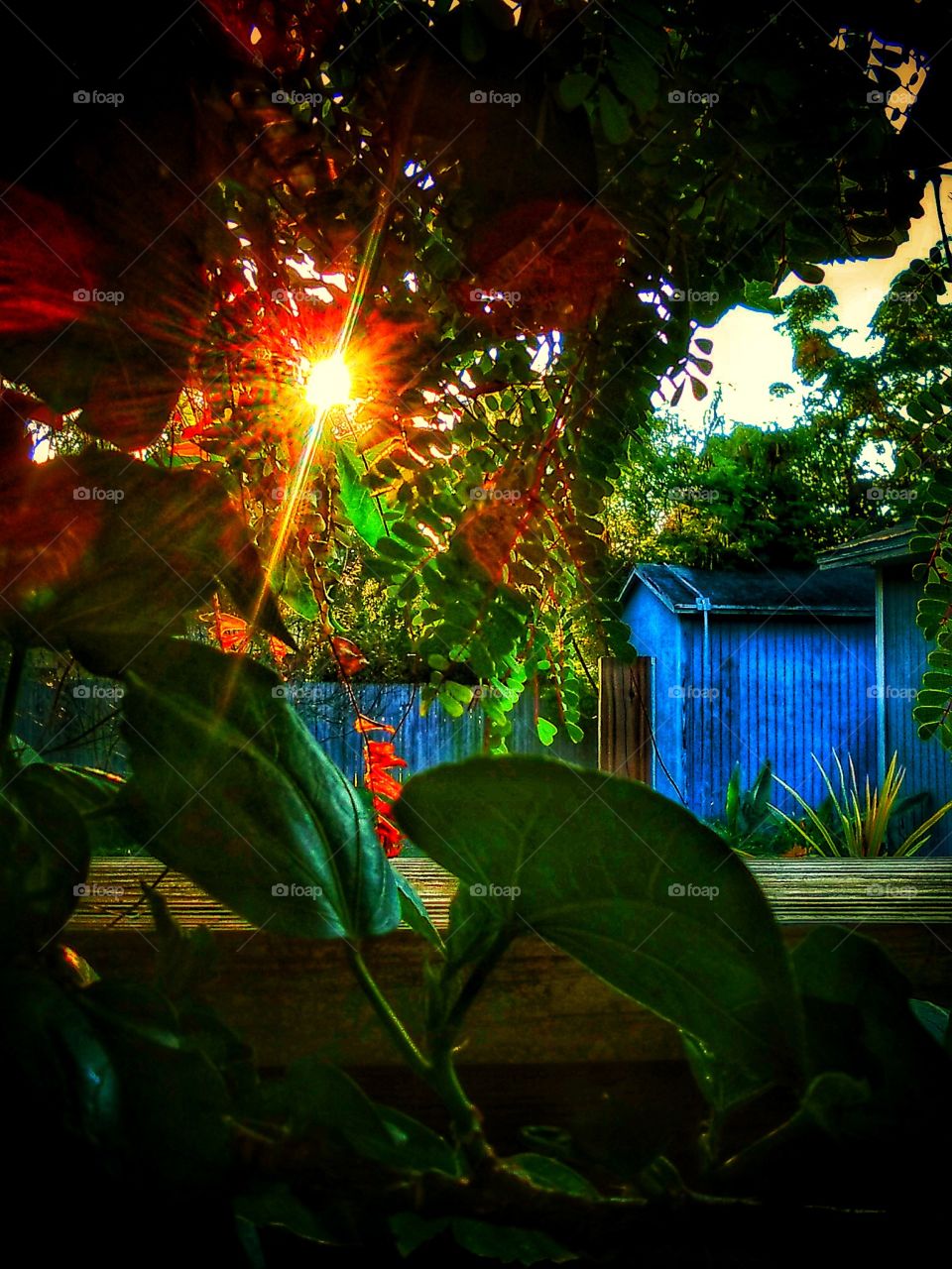 Sun Rays Through The Leaves