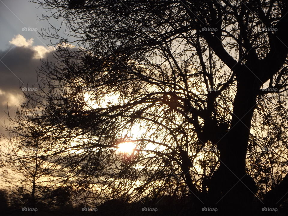 Tree, Landscape, Wood, Dawn, Nature