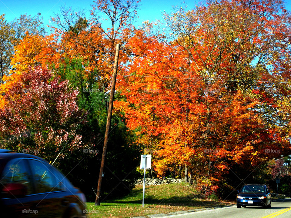 italy trees road autumn by vincentm