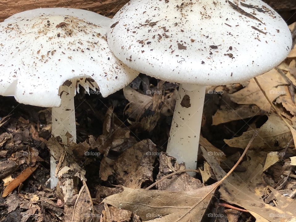 Toadstools 