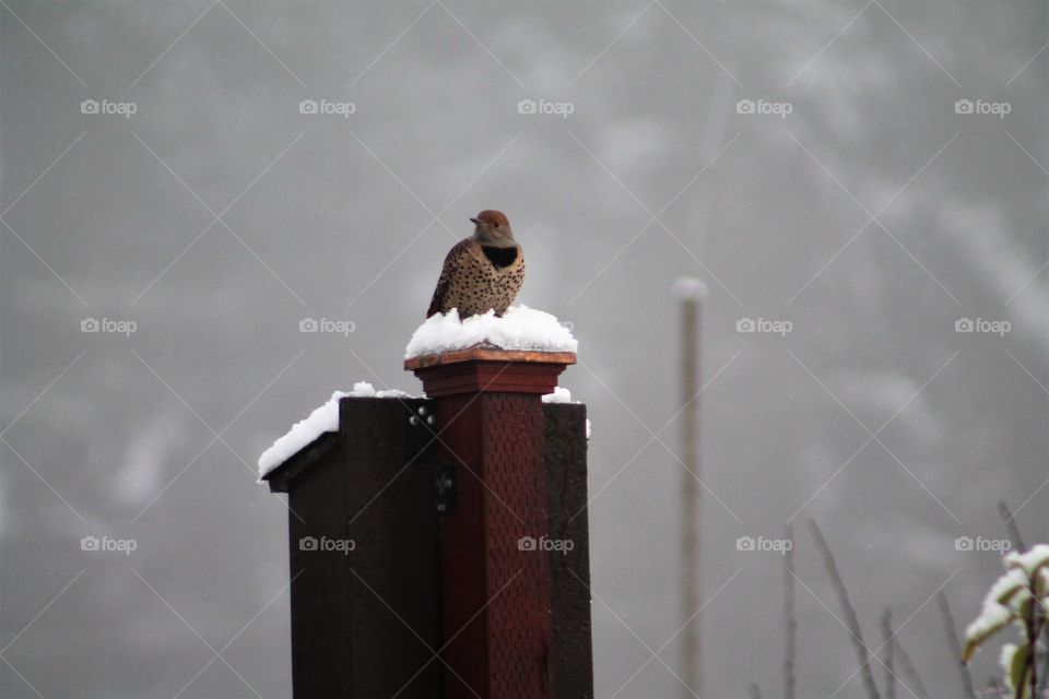 wood pecker on bat box in snow