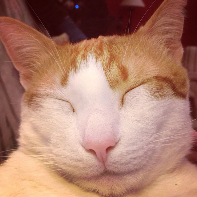 happy smile cat sleep by hirsute