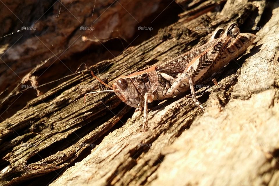 Brown grasshopper on a piece of wood close up