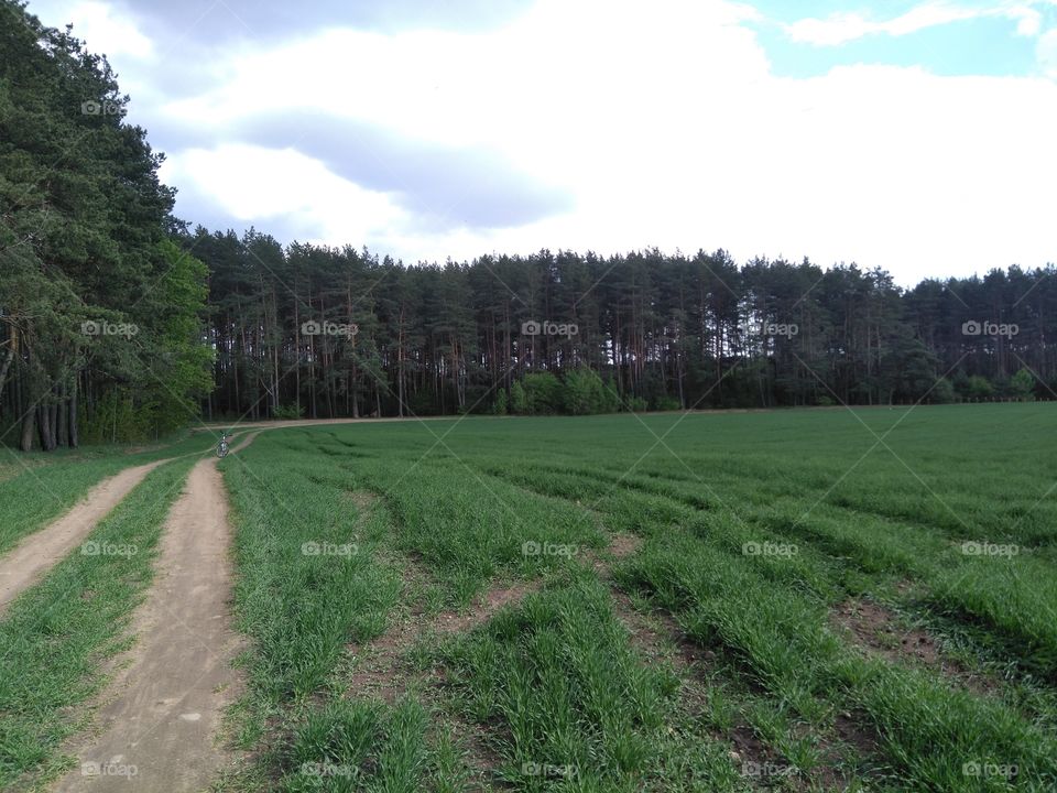 green field and forest road summer landscape