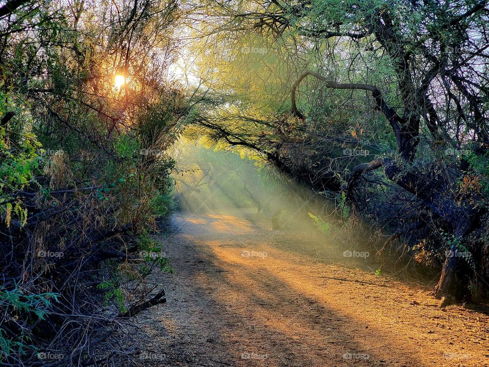 Forest Trail in Morning Light