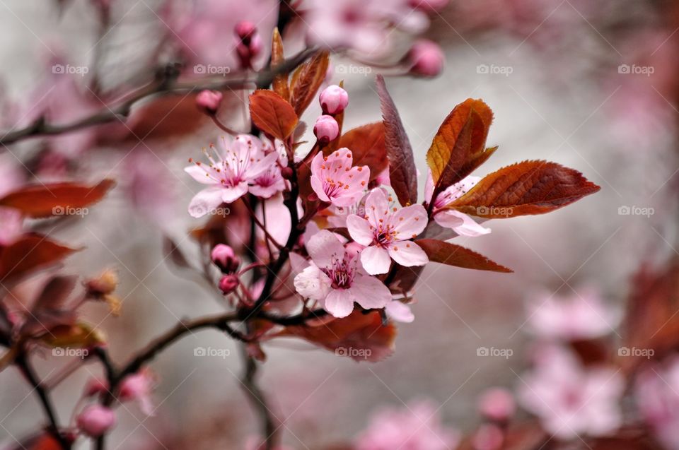 Cherry, Nature, Branch, Flower, Tree
