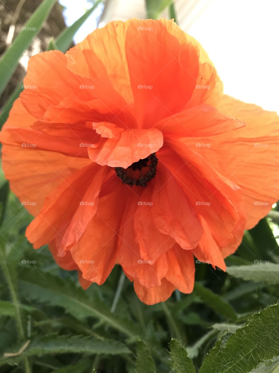 Poppy