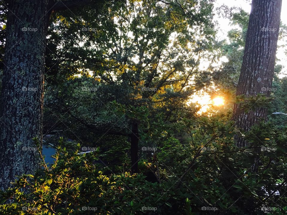 Sunset through the trees.