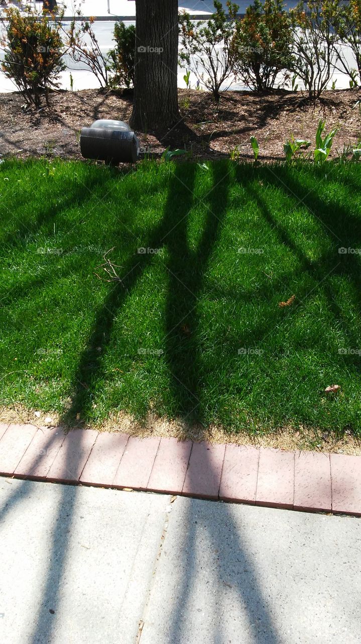 spring. shadows. fresh grass