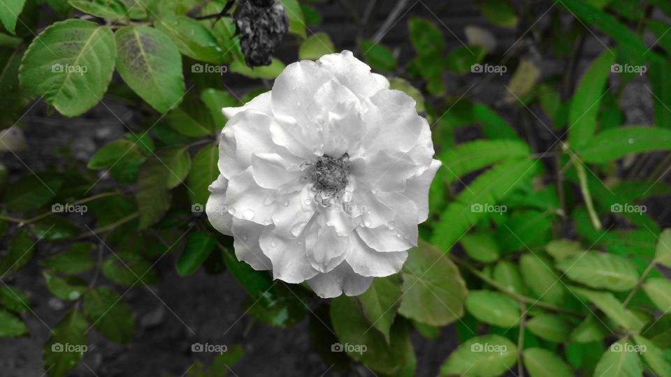 Uma flor branca de uma roseira.