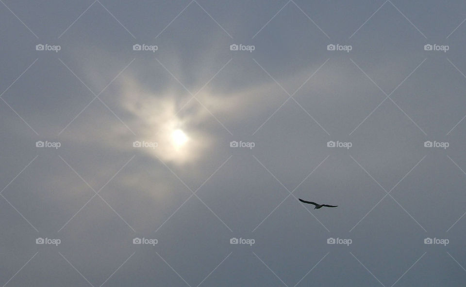 solar seagull