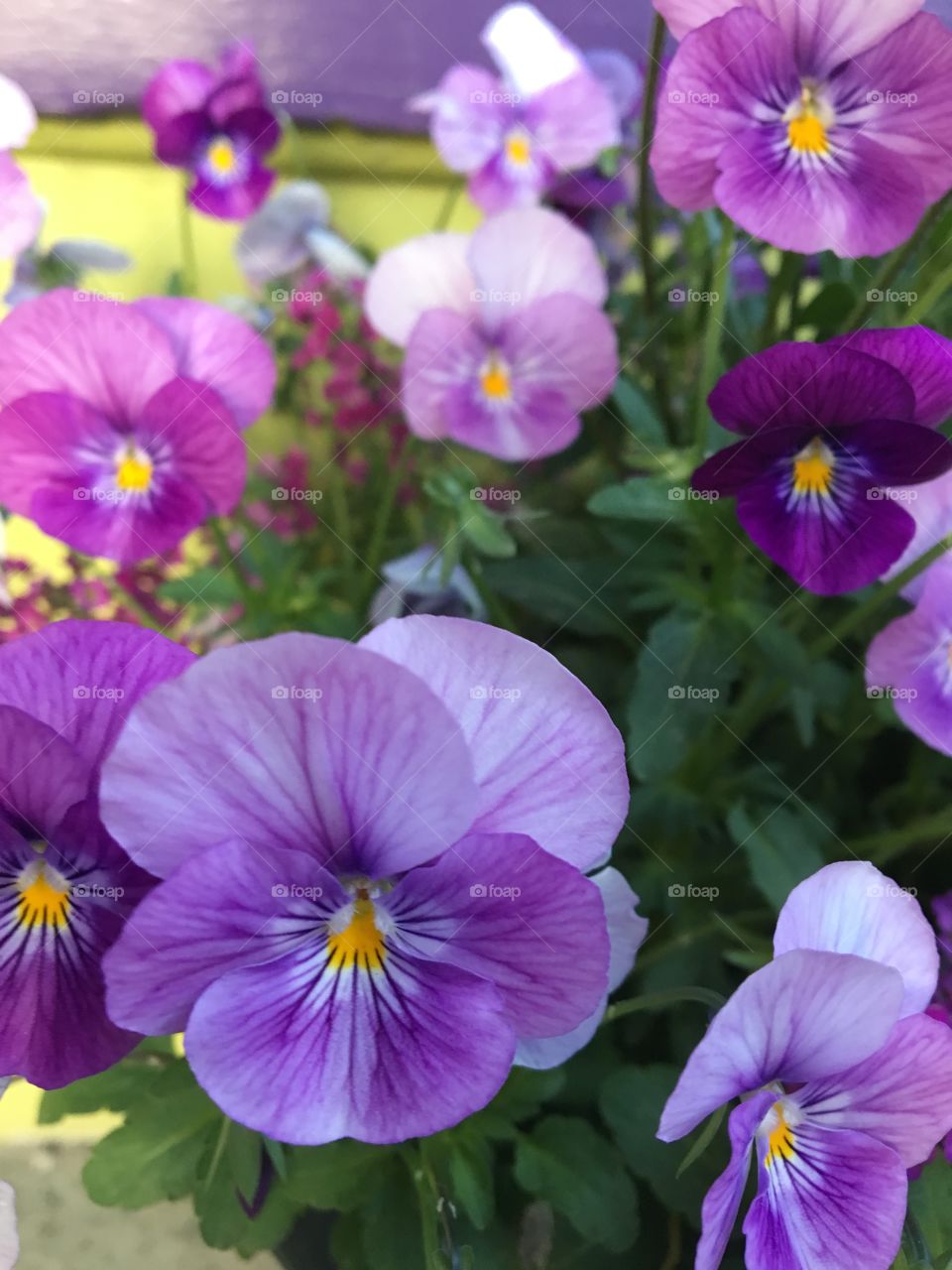 Pansy garden 