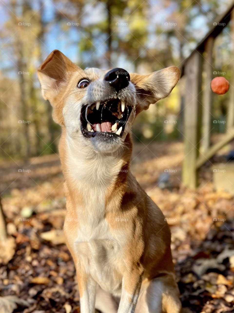 Macy catching tossed treats