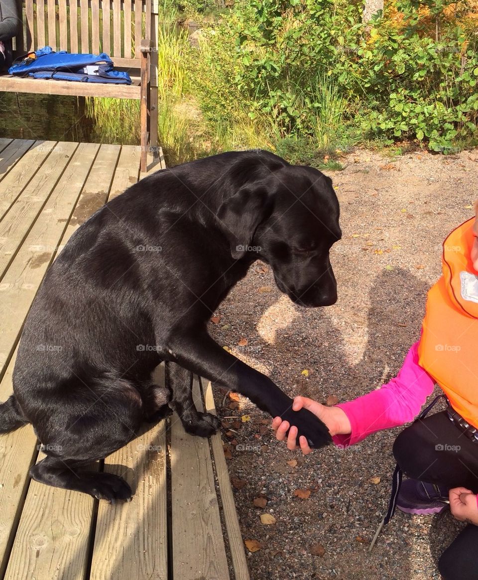 Black lab