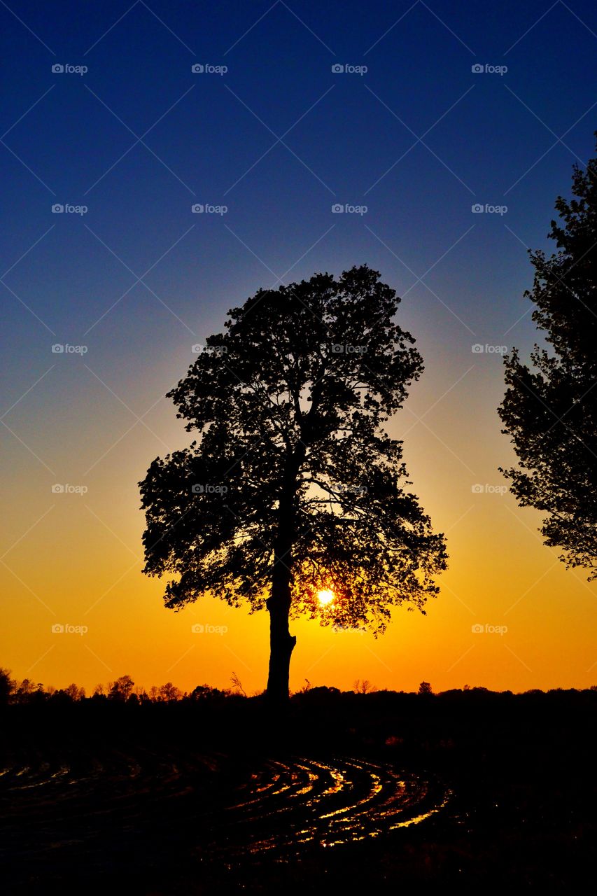 Silhouette of trees during sunset