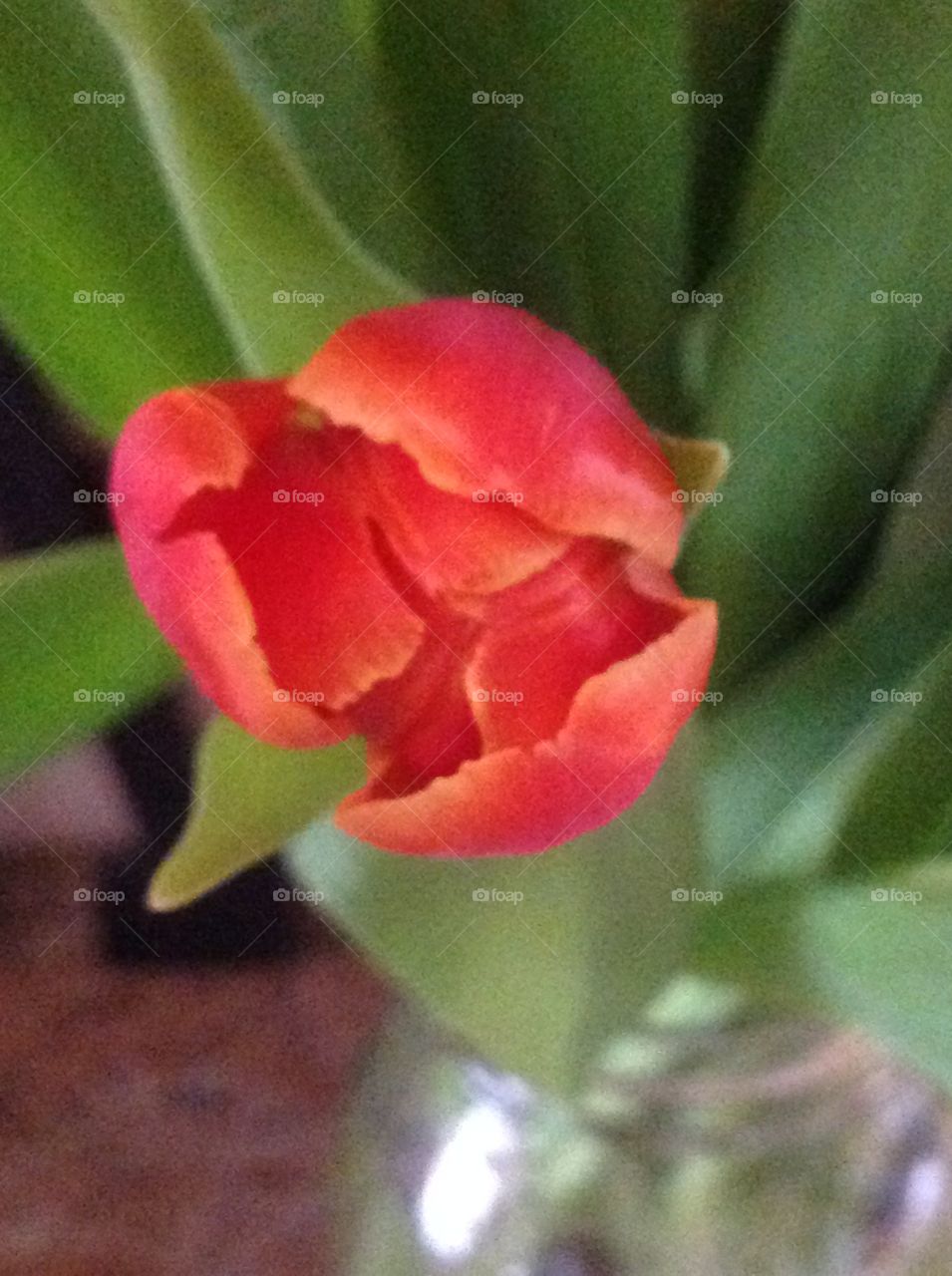 Beautiful red Spring tulips blooming.