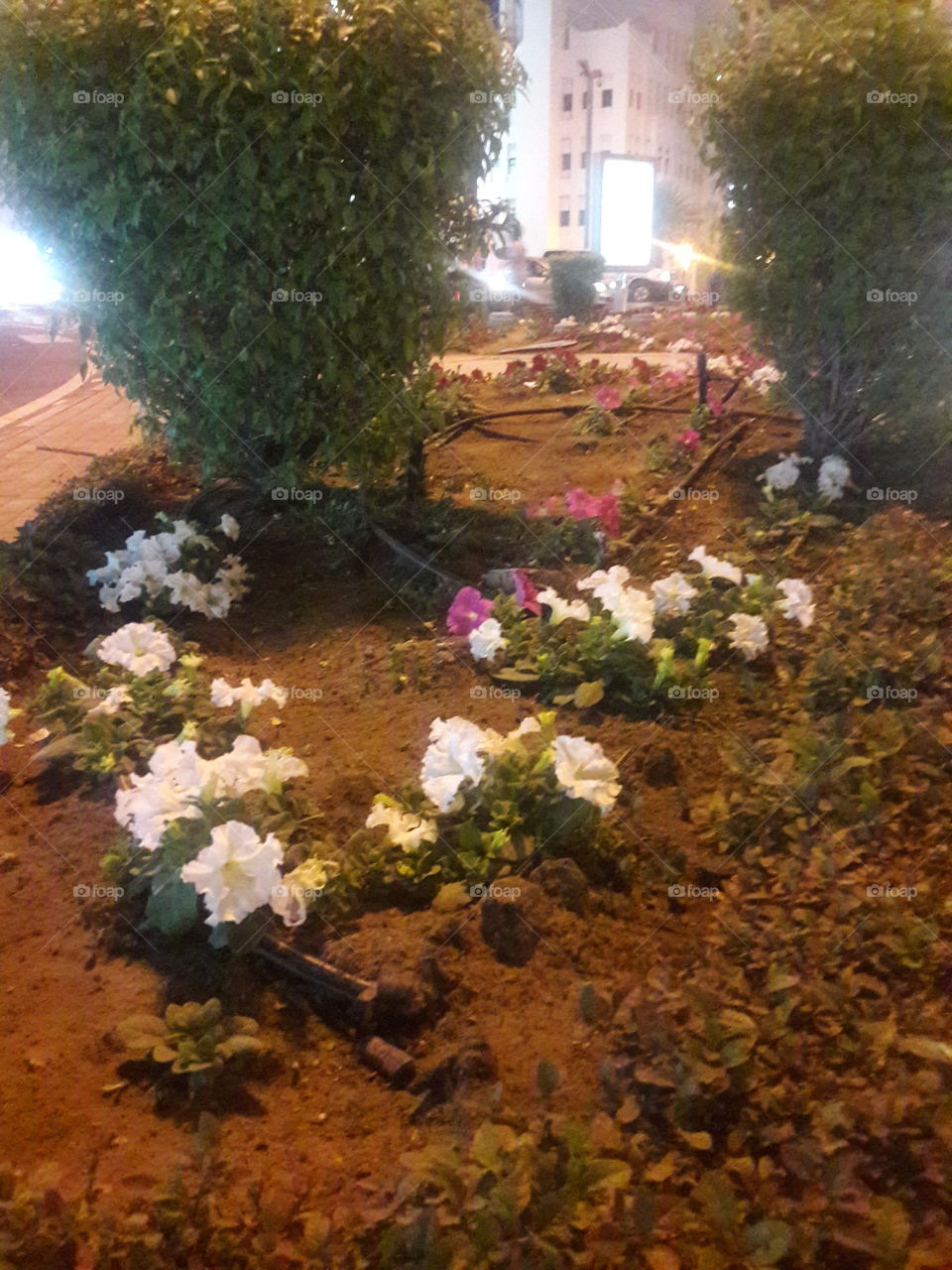 Blooming Flowers in Qatar