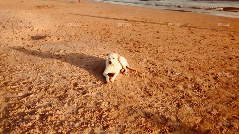 Beautiful beach dog. Buzios. RJ, Brazil.