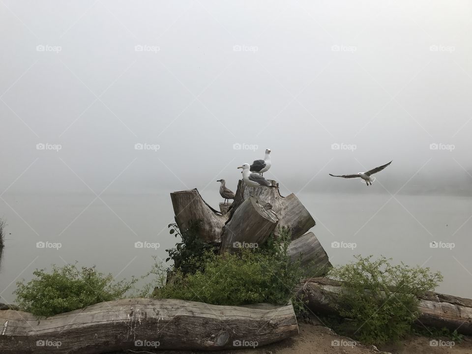 Foggy morning at Lake Merced 