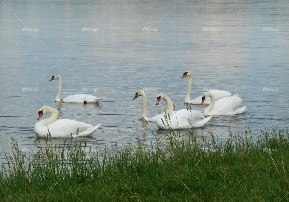 swans on a lake