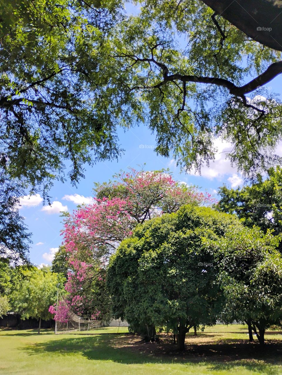 A Primavera no Hemisfério Norte é conhecida como " Primavera boreal". É uma estação típica na maioria dos países deste hemisfério, que estão mais distantes da linha do Equador