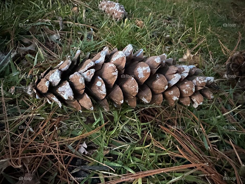 A pine cone coated with sap.