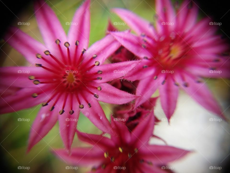 Picture taken with my smartphone and macro lens.