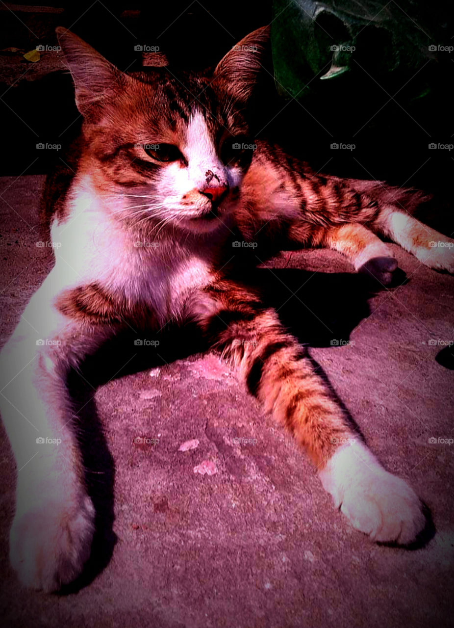 As cute and cuddly as tigers look.Domestic wild cat.