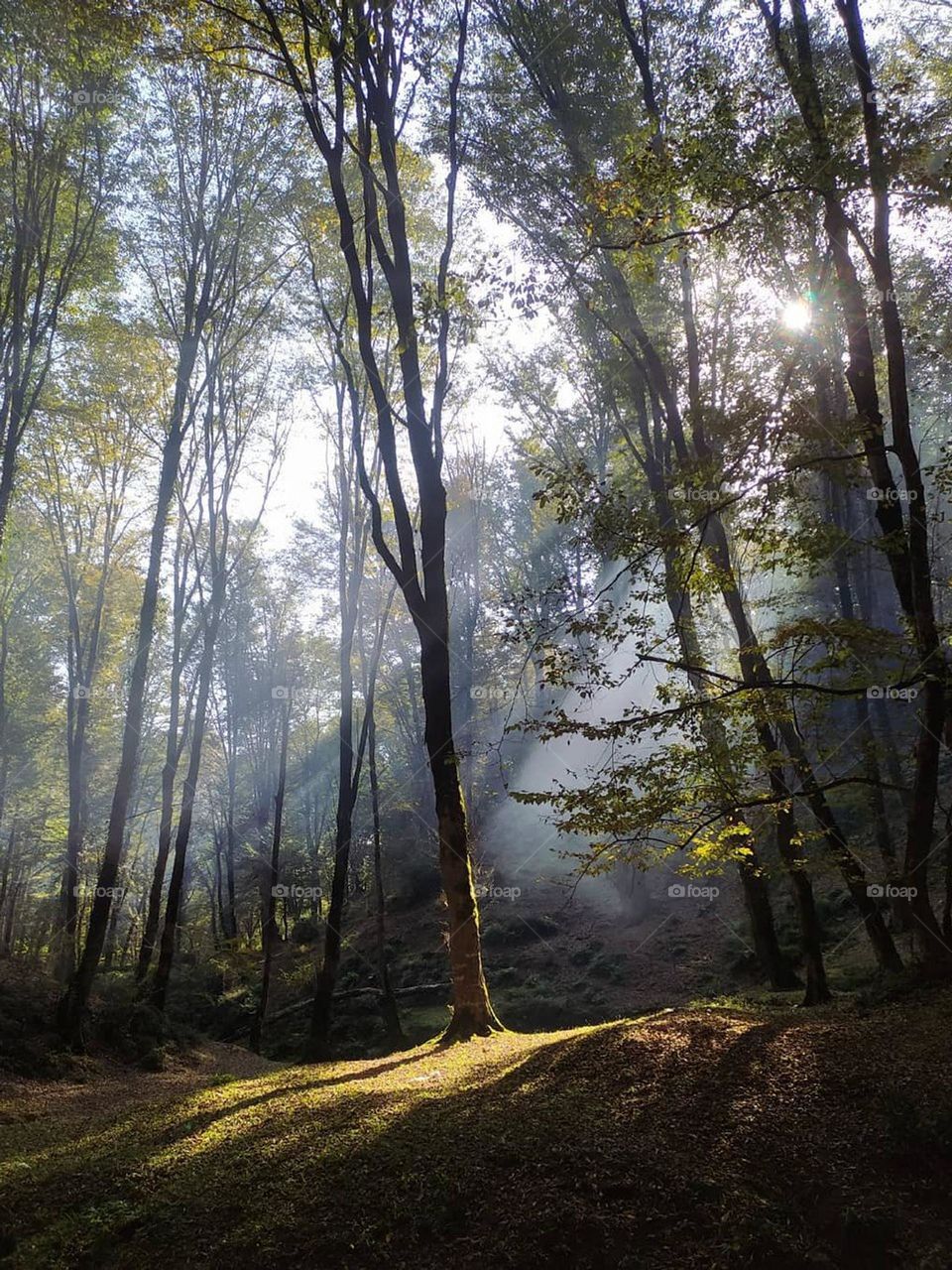 sunrise in the forest is very beautiful. It is magical and romantic, a golden carpet spreads out from the beautiful trees on the wide ground..