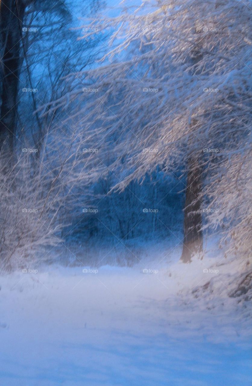 Snowy forest 