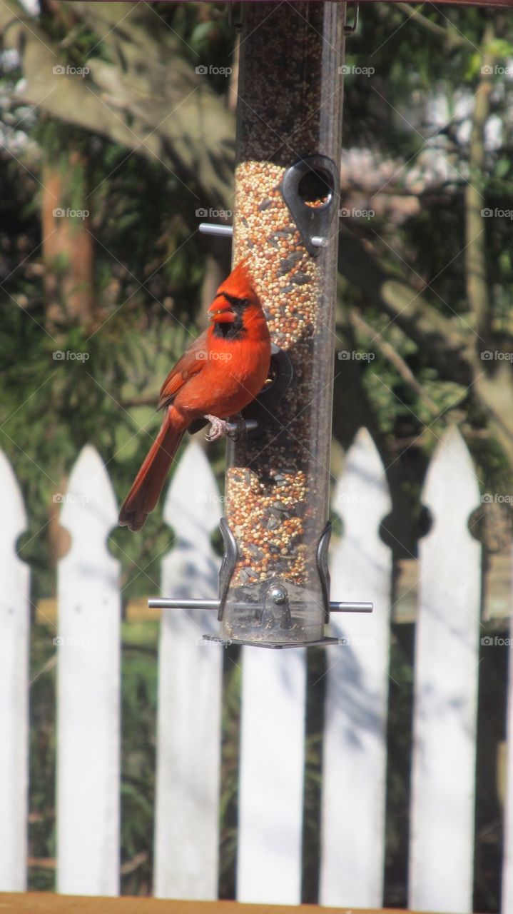 Red bird in feeder