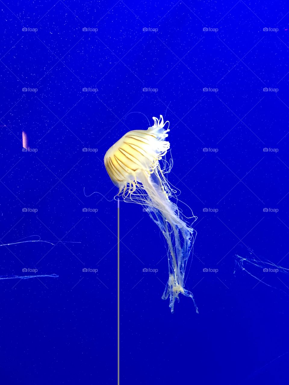 Jellyfish 