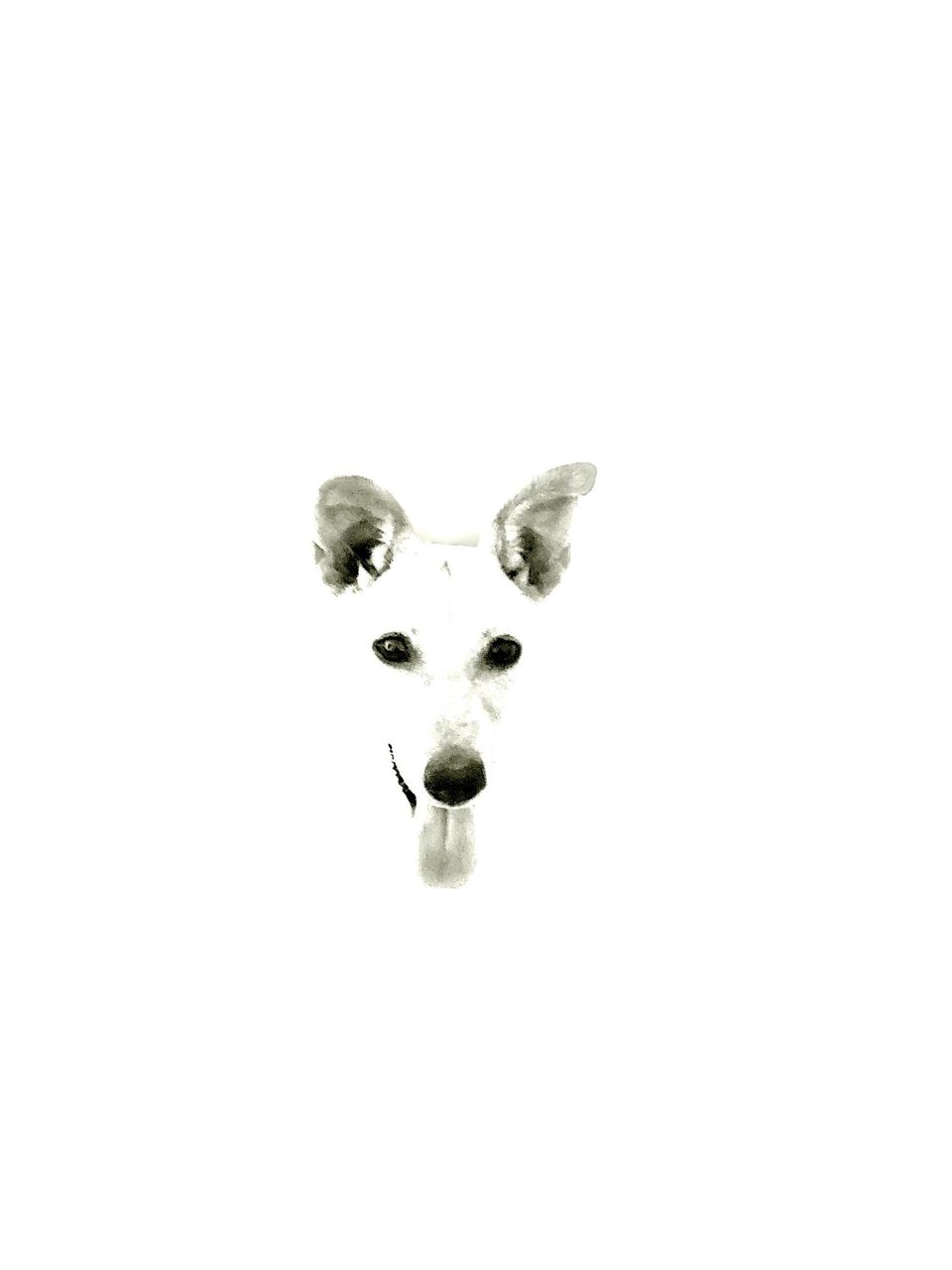 Pet photography - Minimalist - Portrait 