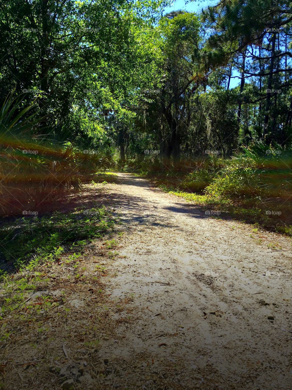 Rainbow pathway
