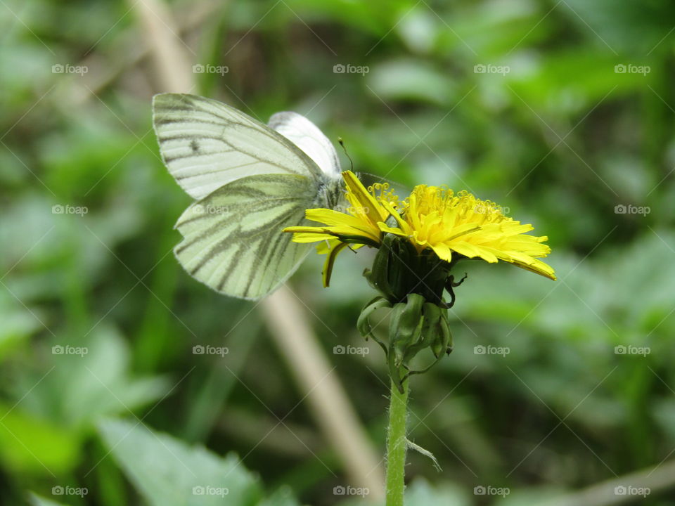 Beautiful nature, flower and butterfly with greenish details in the backround