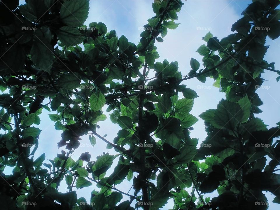 Under the tree in sunny day