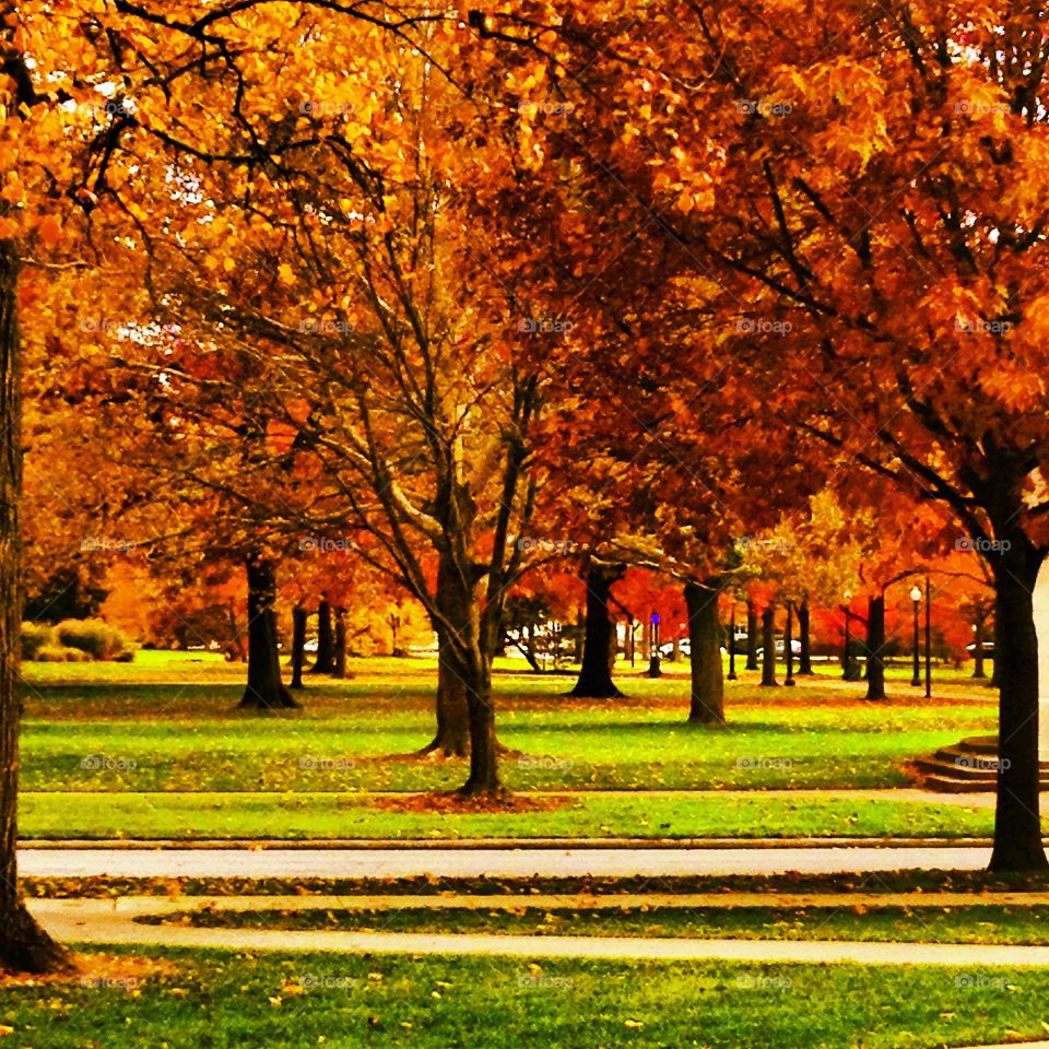 Fall, Park, Tree, Landscape, Leaf