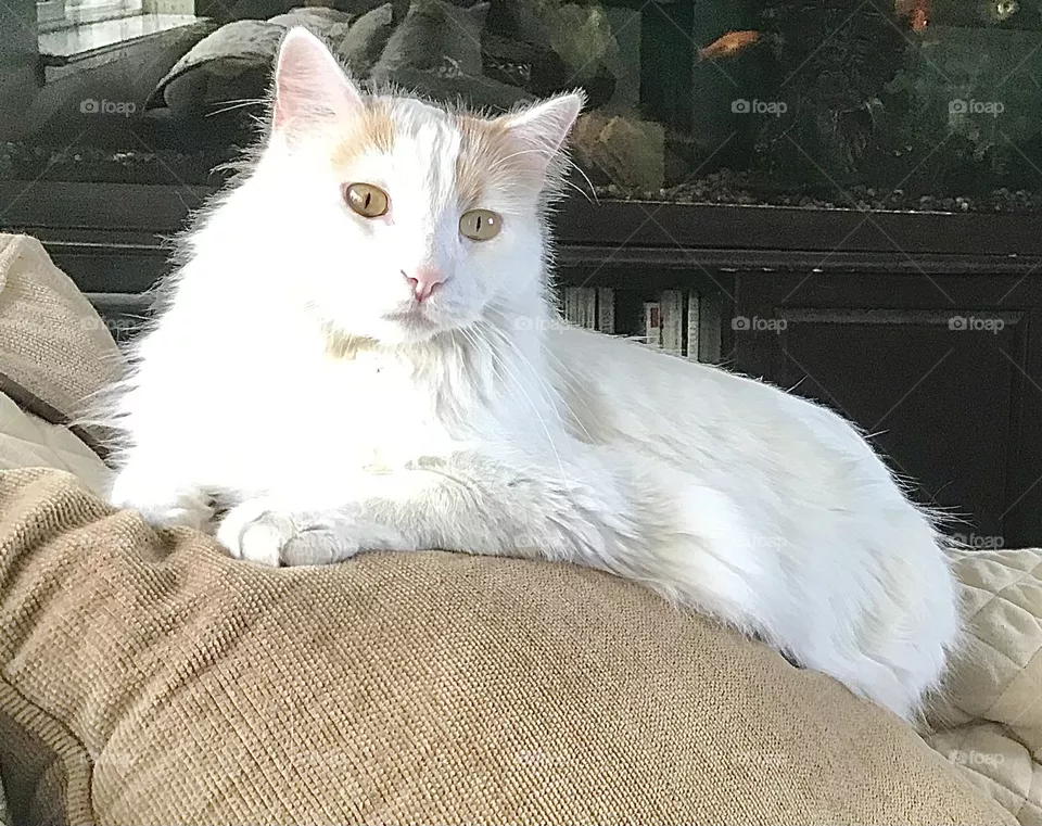 Elegant pose